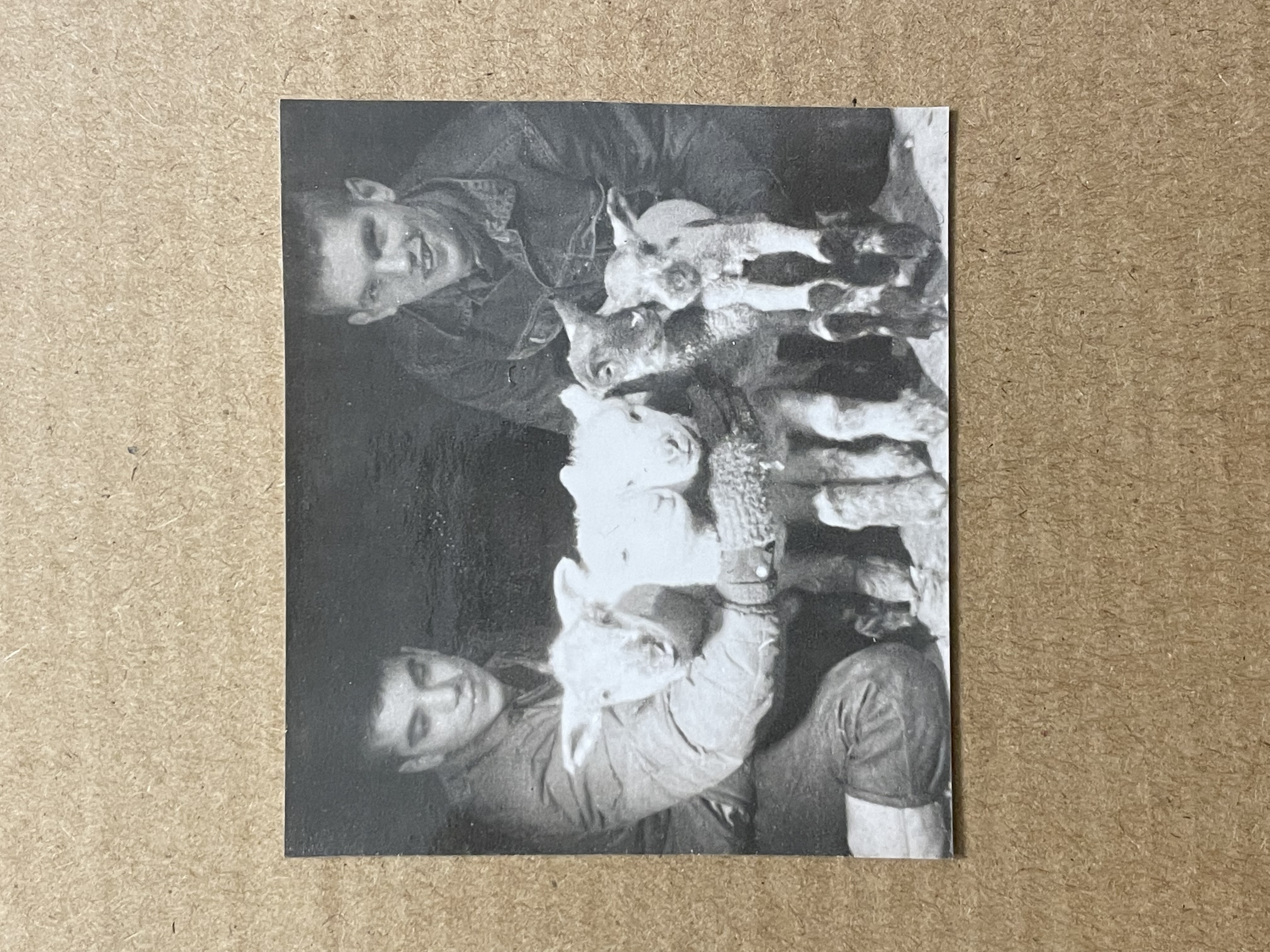The Tait boys with spring lambs, circa 1950s